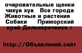 очаровательные щенки чихуа-хуа - Все города Животные и растения » Собаки   . Приморский край,Дальнереченск г.